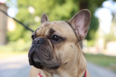 Photo of Adorable pet. Cute French bulldog with leash in park, closeup