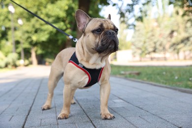 Photo of Adorable pet. Cute French bulldog with leash in park
