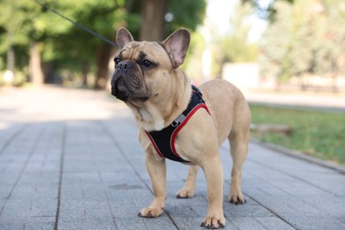 Photo of Adorable pet. Cute French bulldog with leash in park