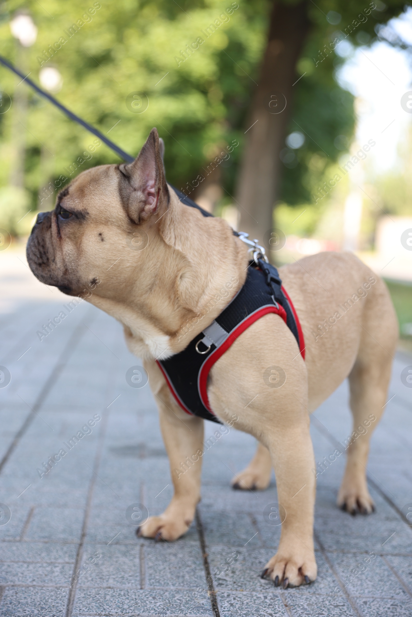 Adorable pet. Cute French bulldog with leash in park Photo of Adorable pet. Cute French bulldog with leash in park