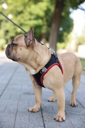 Photo of Adorable pet. Cute French bulldog with leash in park