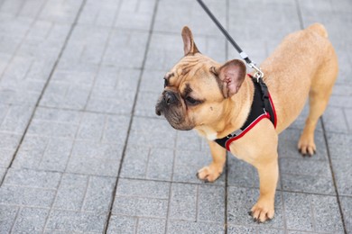 Photo of Adorable pet. Cute French bulldog with leash in park, space for text