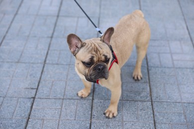 Photo of Adorable pet. Cute French bulldog with leash in park