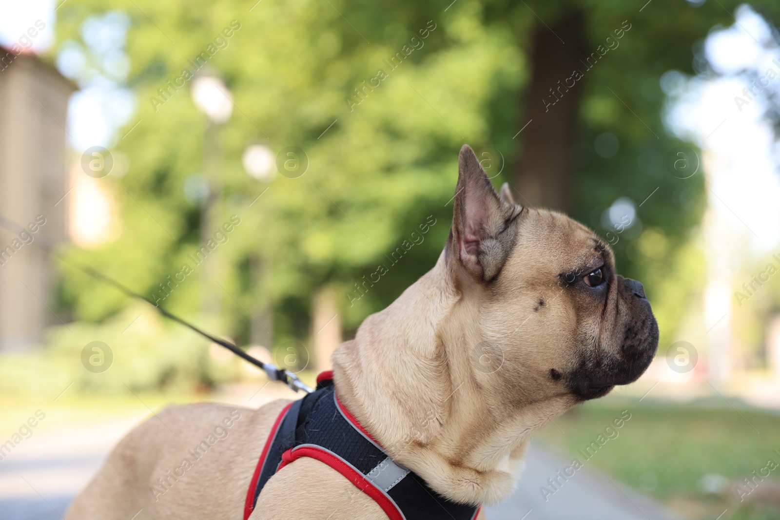 Adorable pet. Cute French bulldog with leash in park Photo of Adorable pet. Cute French bulldog with leash in park