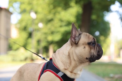 Photo of Adorable pet. Cute French bulldog with leash in park