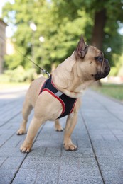 Photo of Adorable pet. Cute French bulldog with leash in park