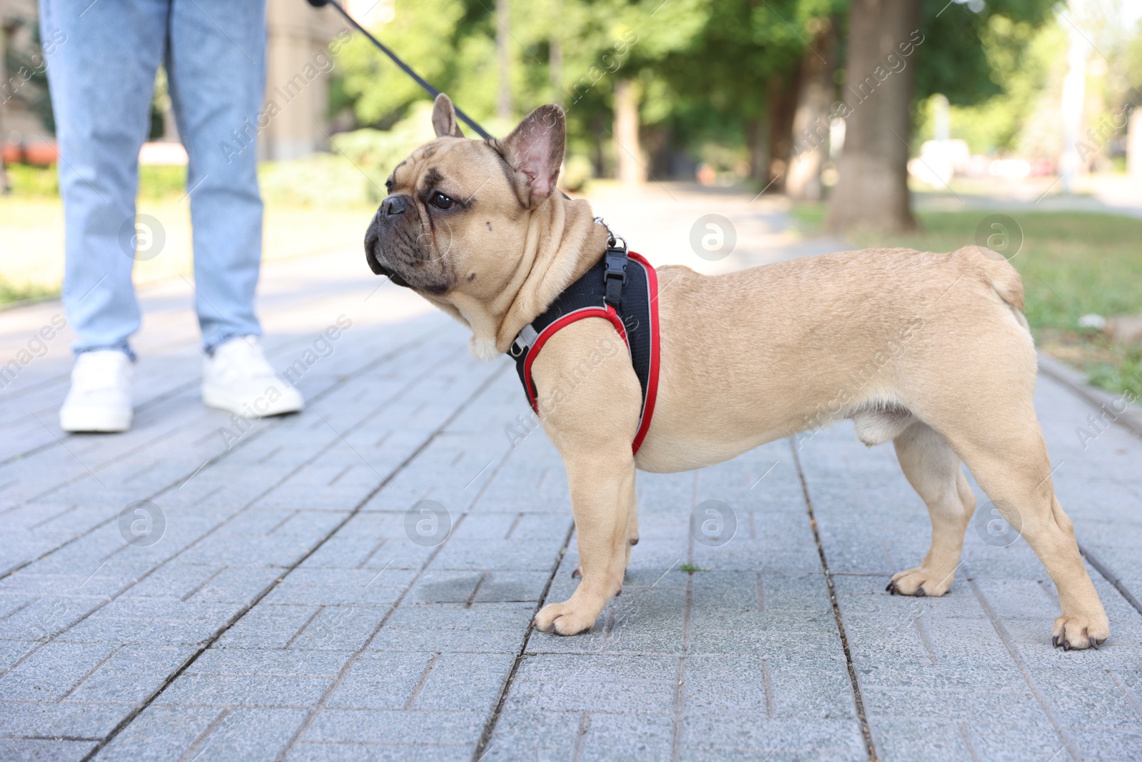 Man with his cute French bulldog in park, closeup Photo of Man with his cute French bulldog in park, closeup