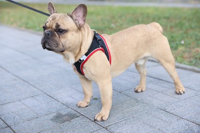 Photo of Adorable pet. Cute French bulldog with leash in park