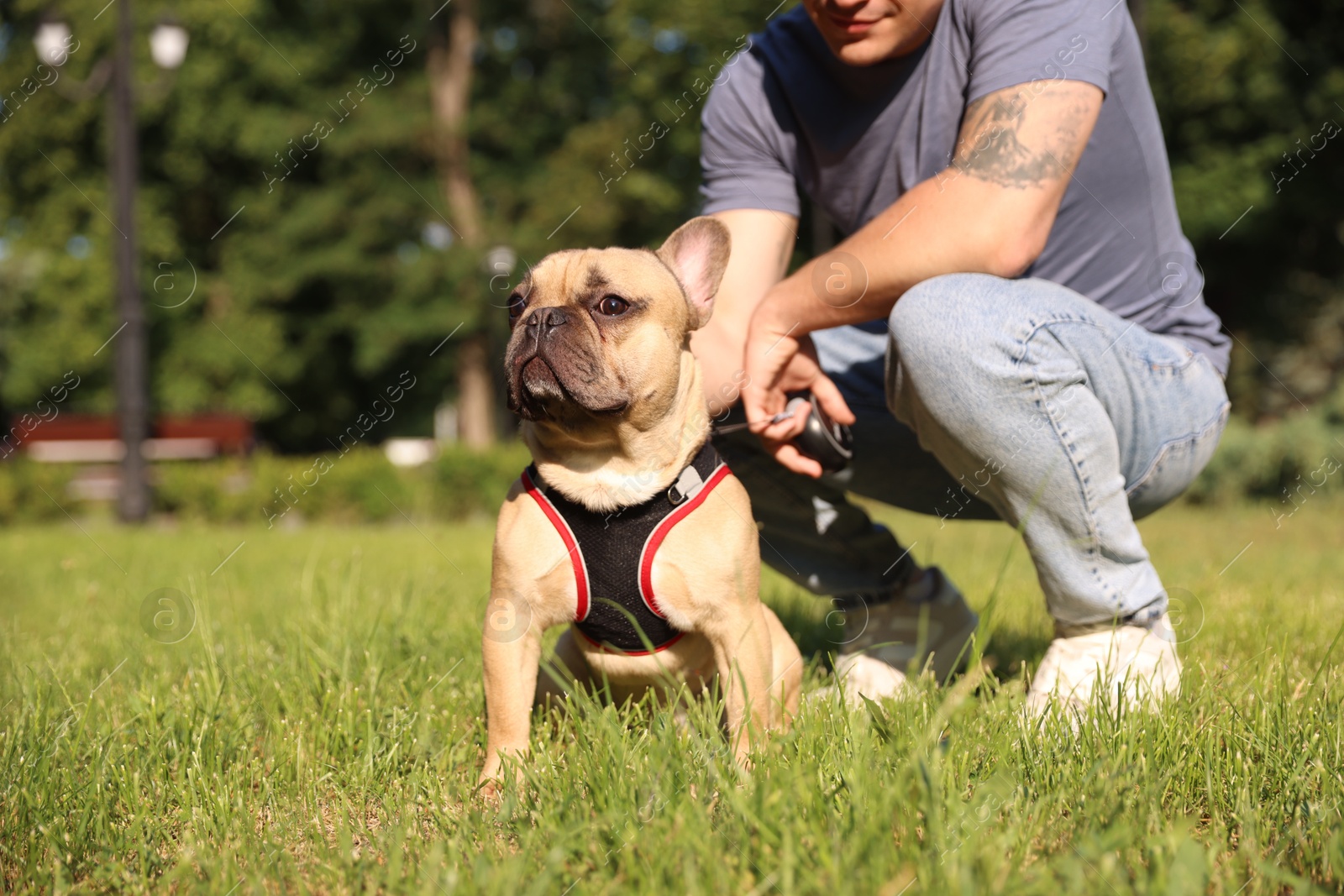 Man with his cute French bulldog in park, closeup Photo of Man with his cute French bulldog in park, closeup