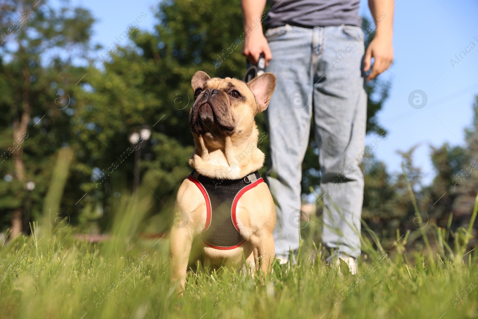 Man with his cute French bulldog in park, closeup Photo of Man with his cute French bulldog in park, closeup