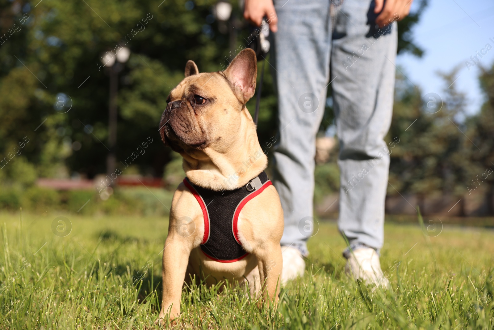 Man with his cute French bulldog in park, closeup Photo of Man with his cute French bulldog in park, closeup