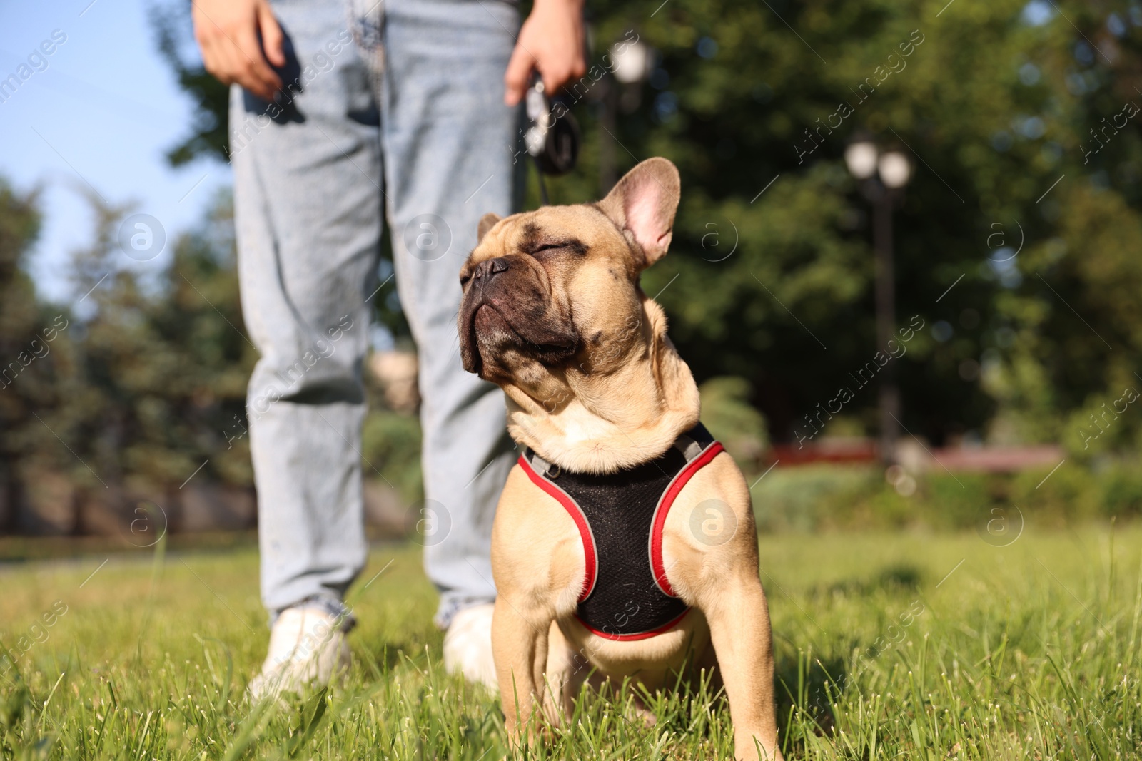 Man with his cute French bulldog in park, closeup Photo of Man with his cute French bulldog in park, closeup