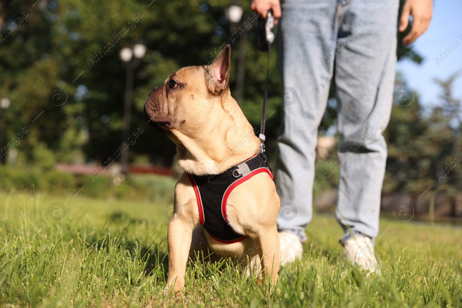 Man with his cute French bulldog in park, closeup Photo of Man with his cute French bulldog in park, closeup