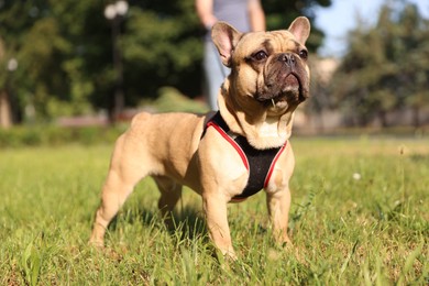 Photo of Man with his cute French bulldog in park, closeup