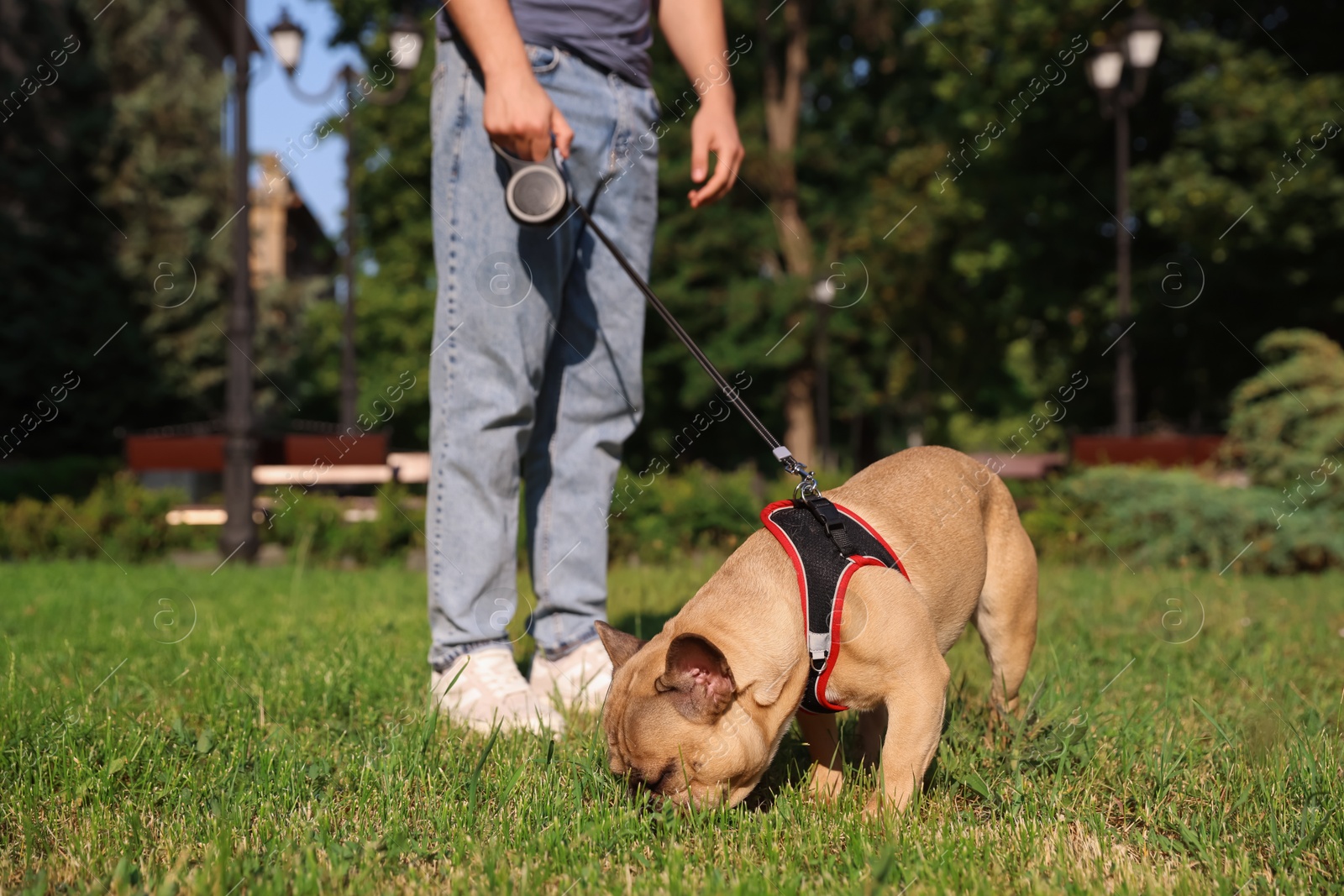 Photo of Man with his cute French bulldog in park, closeup