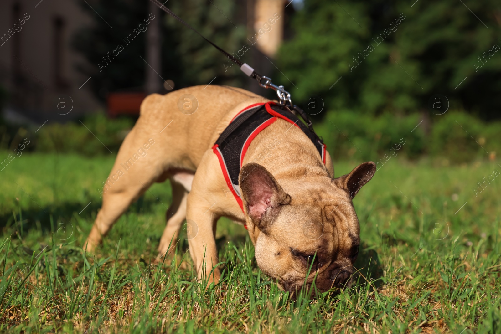 Adorable pet. Cute French bulldog with leash in park Photo of Adorable pet. Cute French bulldog with leash in park