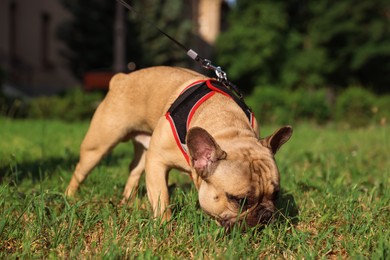 Photo of Adorable pet. Cute French bulldog with leash in park