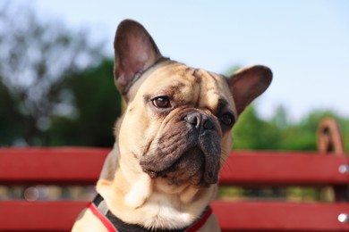 Photo of Adorable pet. Cute French bulldog on bench in park, closeup