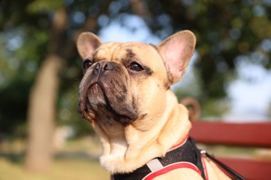 Photo of Adorable pet. Cute French bulldog on bench in park