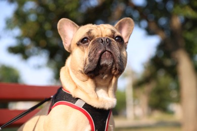 Photo of Adorable pet. Cute French bulldog on bench in park