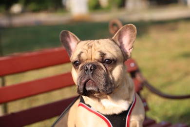 Photo of Adorable pet. Cute French bulldog on bench in park
