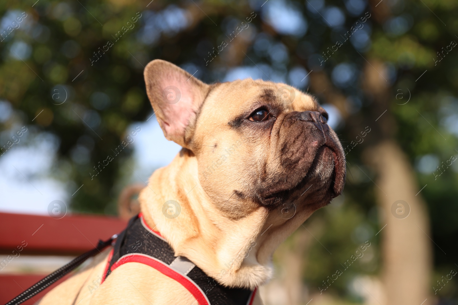 Adorable pet. Cute French bulldog on bench in park Photo of Adorable pet. Cute French bulldog on bench in park