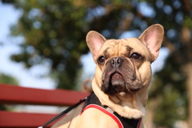 Photo of Adorable pet. Cute French bulldog on bench in park