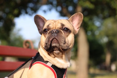 Photo of Adorable pet. Cute French bulldog on bench in park