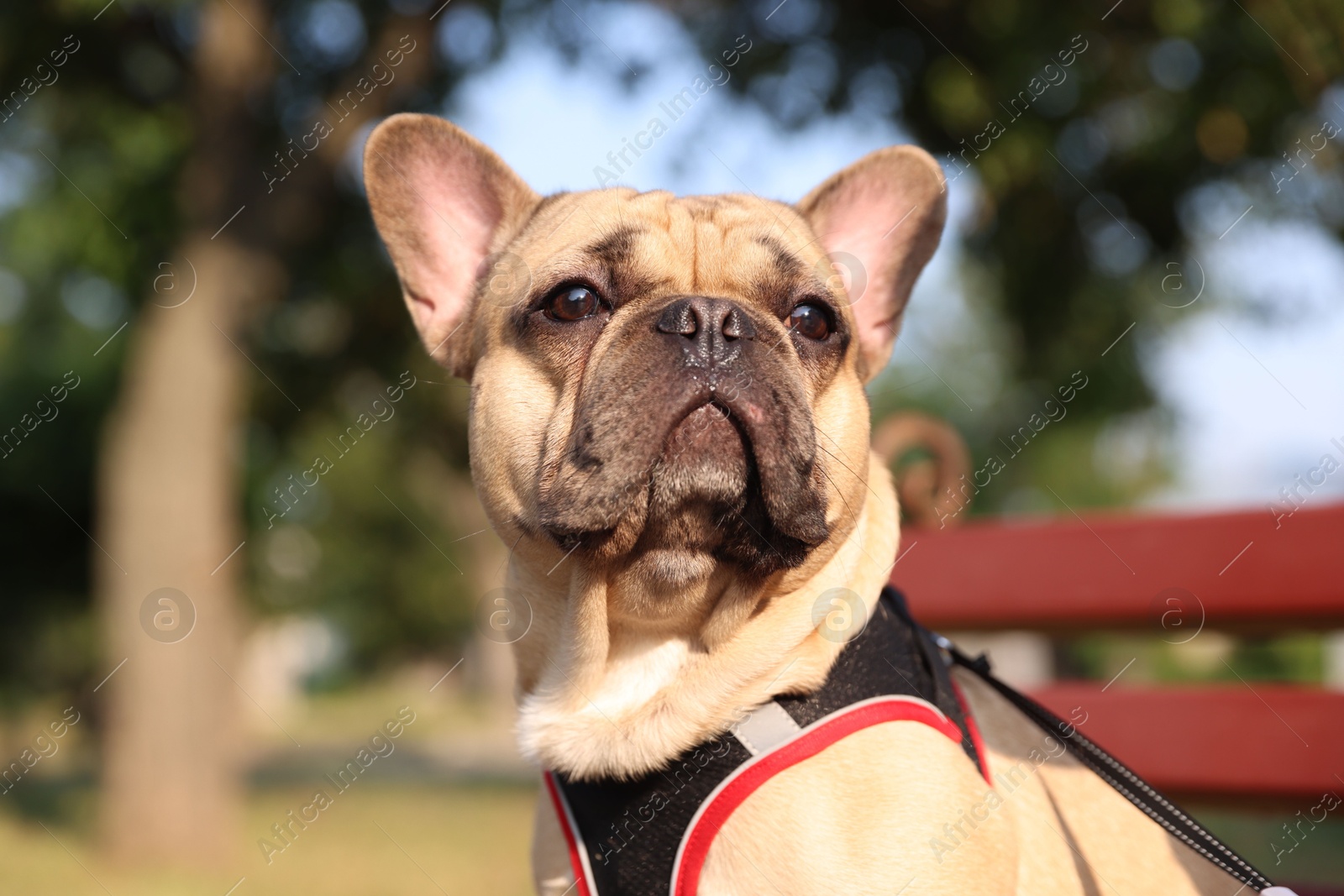 Adorable pet. Cute French bulldog on bench in park Photo of Adorable pet. Cute French bulldog on bench in park