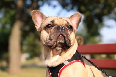 Photo of Adorable pet. Cute French bulldog on bench in park