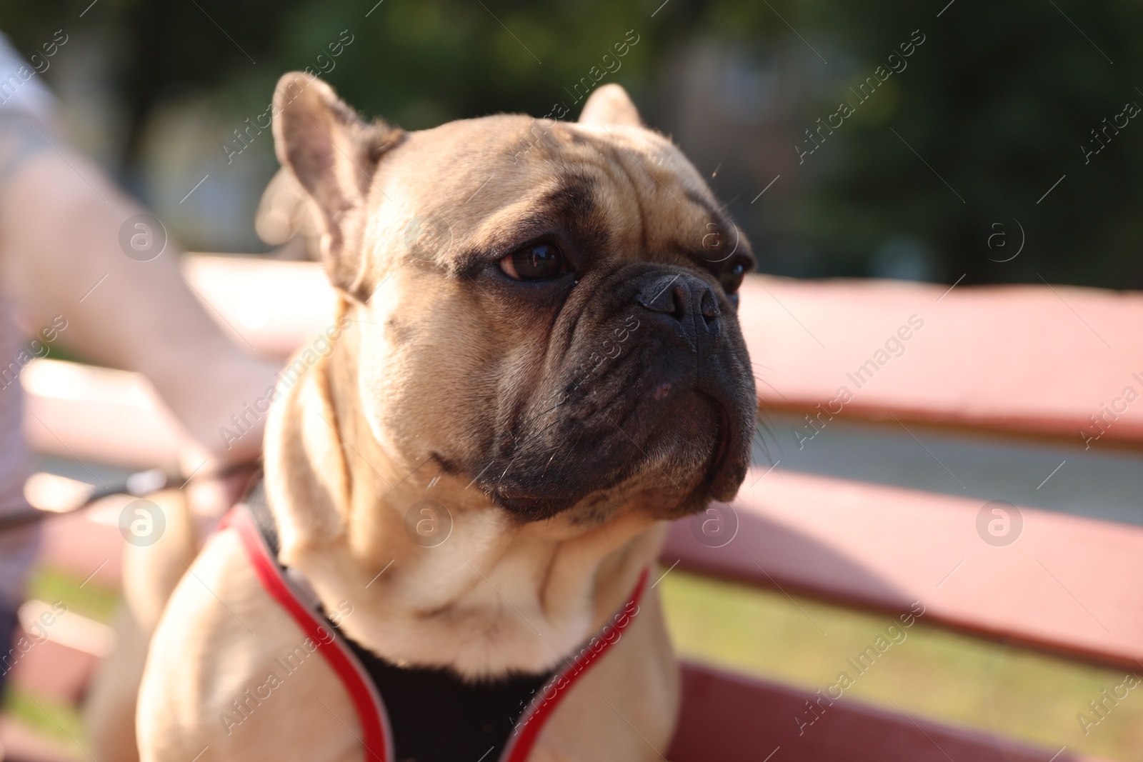 Man with his cute French bulldog on bench in park, closeup Photo of Man with his cute French bulldog on bench in park, closeup