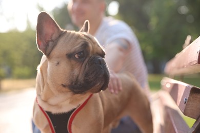 Photo of Man with his cute French bulldog on bench in park, closeup