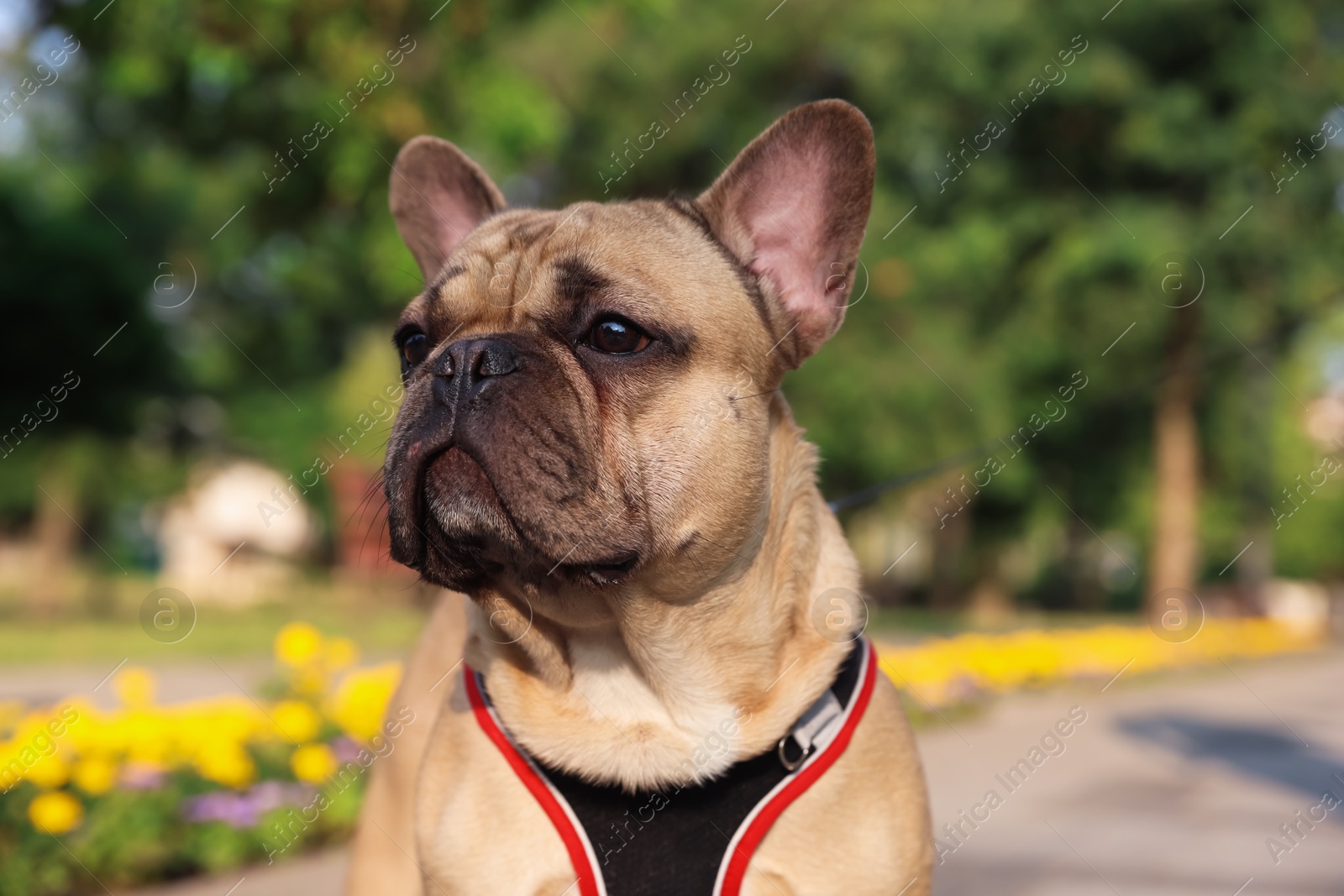 Adorable pet. Cute French bulldog with leash in park Photo of Adorable pet. Cute French bulldog with leash in park