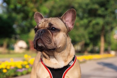 Photo of Adorable pet. Cute French bulldog with leash in park