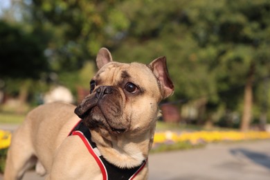 Photo of Cute French bulldog with leash in park, space for text