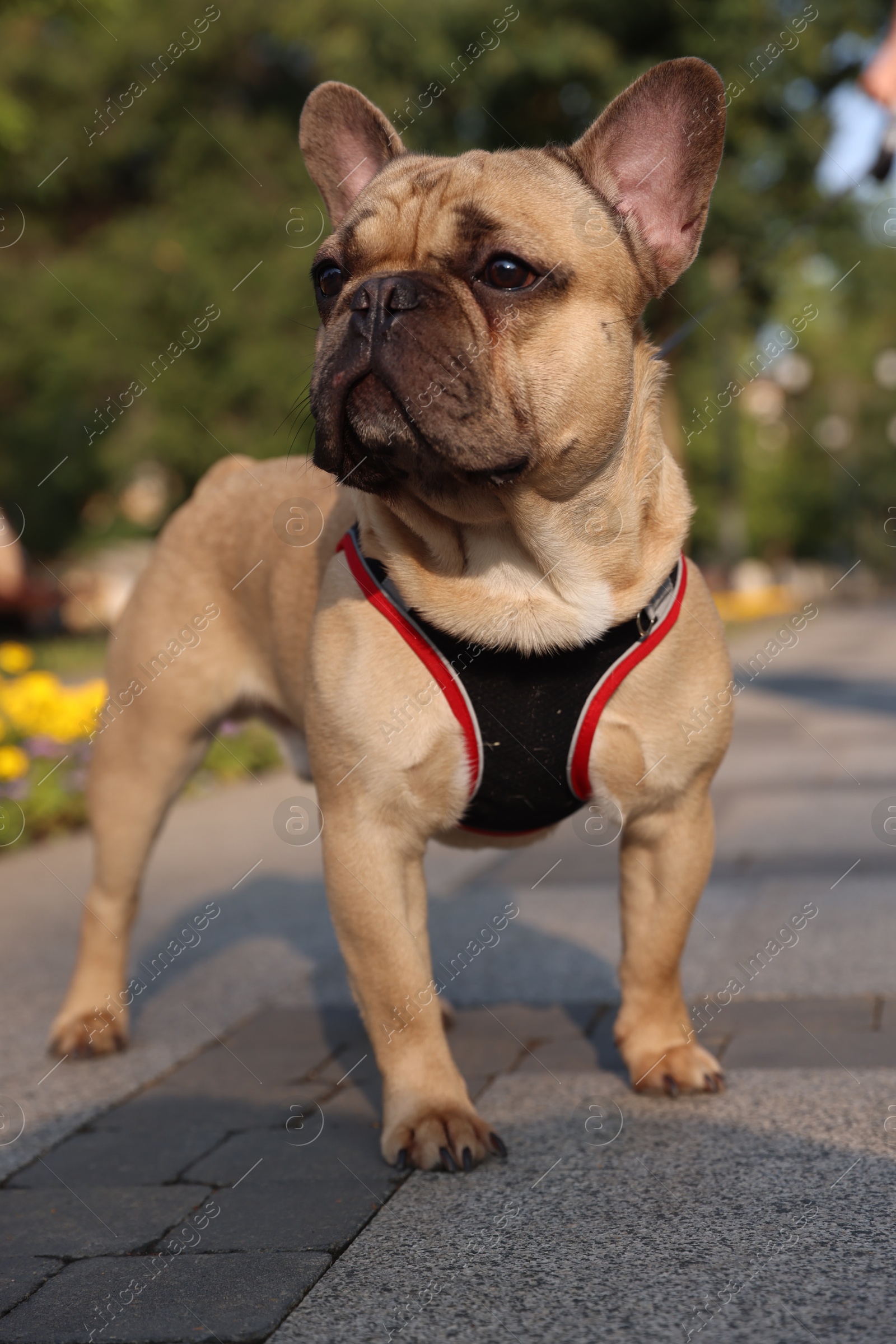 Adorable pet. Cute French bulldog with leash in park Photo of Adorable pet. Cute French bulldog with leash in park