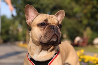 Photo of Adorable pet. Cute French bulldog with leash in park