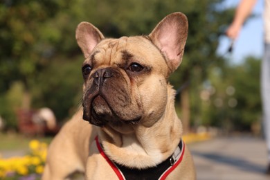 Photo of Adorable pet. Cute French bulldog with leash in park