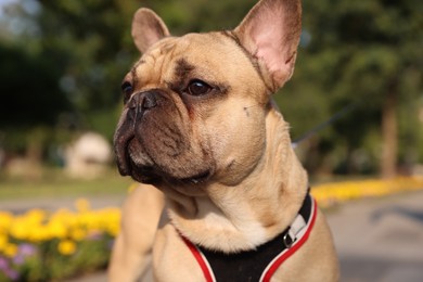 Photo of Adorable pet. Cute French bulldog with leash in park, closeup