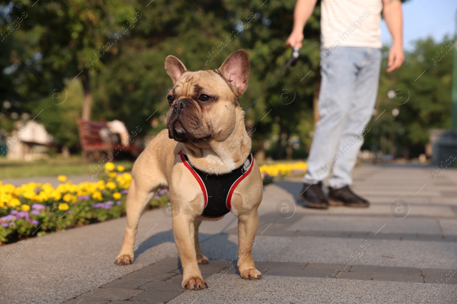 Man with his cute French bulldog in park, closeup Photo of Man with his cute French bulldog in park, closeup