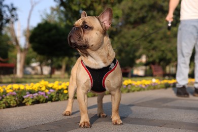 Photo of Man with his cute French bulldog in park, closeup