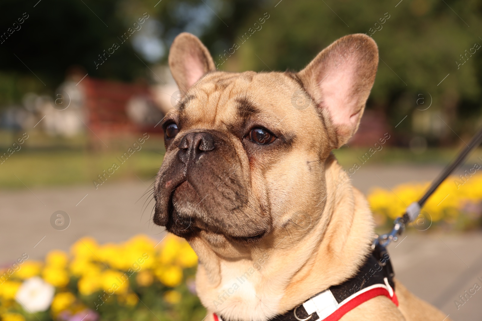 Adorable pet. Cute French bulldog with leash in park, closeup Photo of Adorable pet. Cute French bulldog with leash in park, closeup