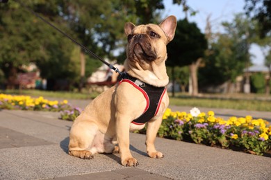 Photo of Adorable pet. Cute French bulldog with leash in park