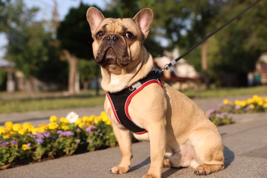 Photo of Adorable pet. Cute French bulldog with leash in park