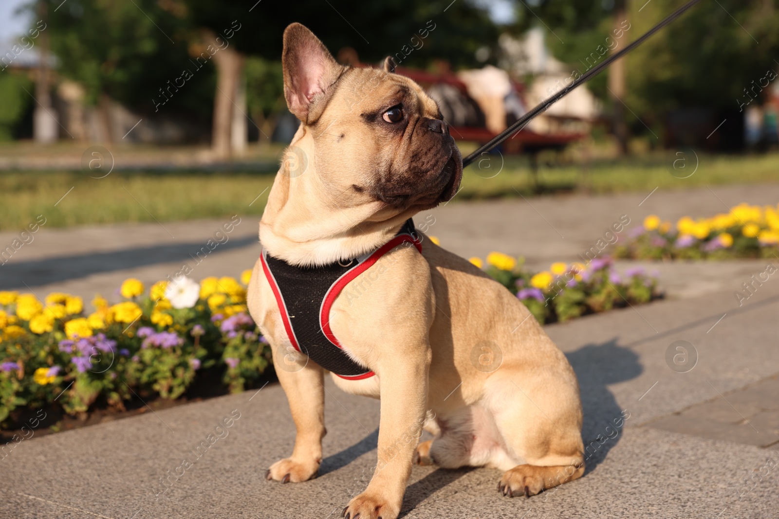 Adorable pet. Cute French bulldog with leash in park Photo of Adorable pet. Cute French bulldog with leash in park