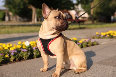 Photo of Adorable pet. Cute French bulldog with leash in park
