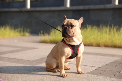 Photo of Adorable pet. Cute French bulldog with leash in park