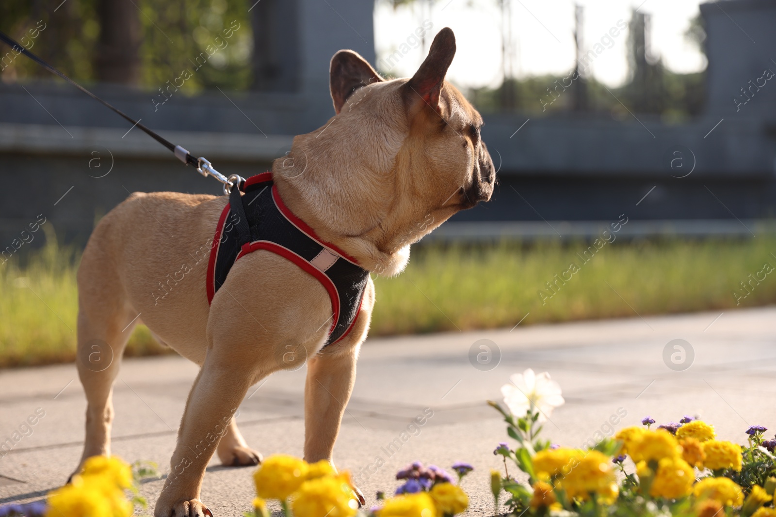 Cute French bulldog with leash in park, space for text Photo of Cute French bulldog with leash in park, space for text