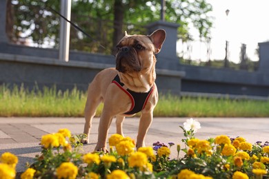 Photo of Adorable pet. Cute French bulldog with leash in park