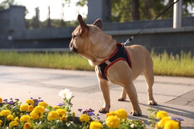 Photo of Cute French bulldog with leash in park, space for text